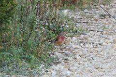 Linotte mélodieuse, mâle, Camargue, avril 2026