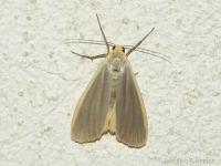 Lithosie complanule