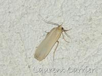 Lithosie ocre