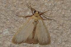 Lithosie ocre, papillon, Drôme, juin 2025