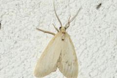 Lithosie ocre, papillon, Drôme, juillet 2024