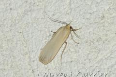 Lithosie ocre, papillon, Drôme, juin 2024