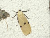 Lithosie quadrille