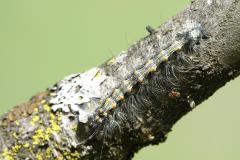 Lithosie quadrille, chenille, Drôme, avril 2025