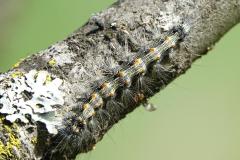 Lithosie quadrille, chenille, Drôme, avril 2025