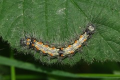 Lithosie quadrille, chenille, Drôme, mai 2025