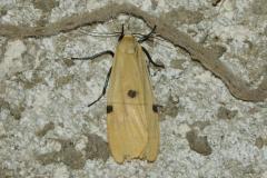 Lithosie quadrille, papillon, Drôme, septembre 2024