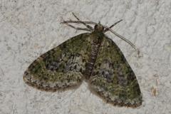 Lobophore verdâtre, papillon, Drôme, août 2025