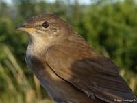 Locustelle luscinoïde