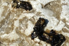 Loutre d'Europe, Epreinte, Drôme de collines, juillet 2026