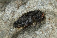 Loutre d'Europe, Epreinte, Drôme de collines, juillet 2026