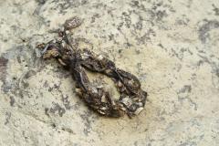 Loutre d'Europe, Epreinte, Drôme de collines, juillet 2026