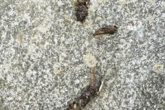 Loutre d'Europe, Epreinte, Drôme de collines, juillet 2026