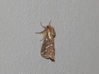 Louvette