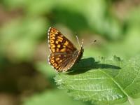 Riodinidae