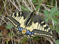 Papilionidae