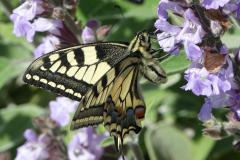 Machaon , papillon, Drôme, mai 2024