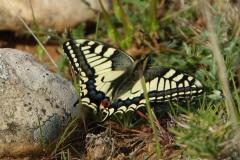 Machaon , papillon, Crau, mars 2023