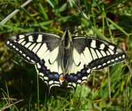 Machaon , papillon, Drôme, avril 2021