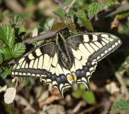 Machaon , papillon, Drôme, avril 2020