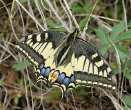 Machaon , papillon, Drôme, mai 2020