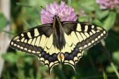 Machaon , papillon, Drôme, avril 2022