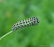 Machaon , chenille Drôme, juin 2019