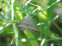 Madope du Saule