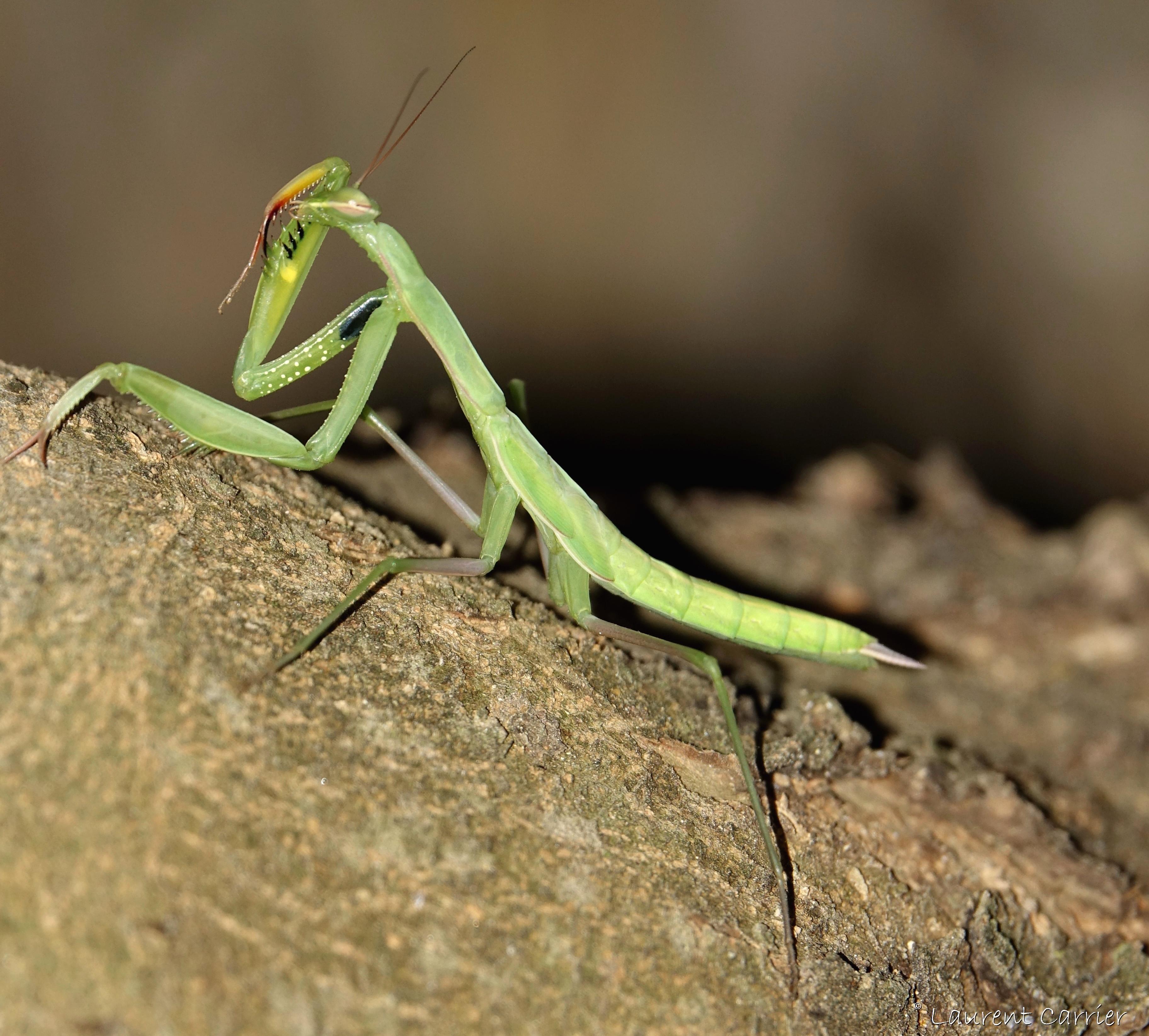 Mante Religieuse Mantis Religiosa Laurent Carrier Ornithologie