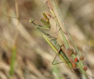 Mante religieuse, imago, Drôme, septembre 2019