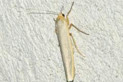 Manteau à tête jaune,papillon, Drôme, juillet 2024