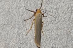 Manteau à tête jaune, papillon, Drôme, juillet 2025