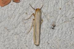 Manteau à tête jaune, papillon, Drôme, juin 2025