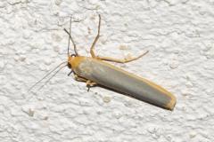 Manteau à tête jaune, papillon, Drôme, juin 2025