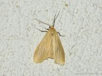 Manteau jaune