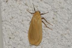 Manteau jaune, papillon, Drôme, juillet 2025