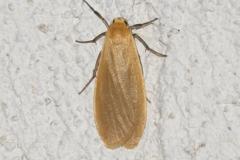 Manteau jaune, papillon, Drôme, juillet 2025