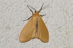 Manteau jaune, papillon, Drôme, avril 2025