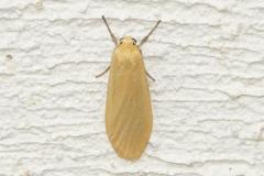 Manteau jaune, papillon, Drôme, juillet 2025