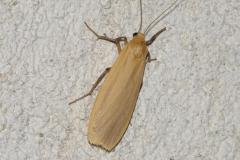 Manteau jaune, papillon, Drôme, juin 2025