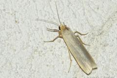 Manteau pâle, papillon, Drôme, juillet 2024