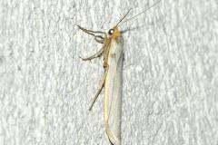 Manteau pâle, papillon, Drôme, mai 2024