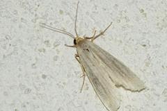 Manteau pâle, papillon, Drôme, juillet 2024