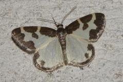 Marginée, papillon, Drôme, août 2025