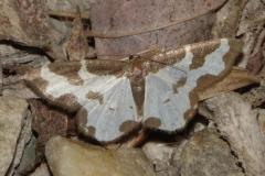 Marginée, papillon, Drôme, juin 2025