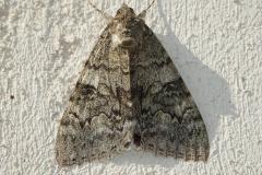 Mariée, papillon, Drôme, octobre 2025