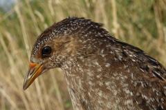 Marouette ponctuée, jeune, Drôme, août 2025