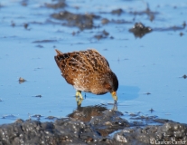 Marouette ponctuée, Delta de l'Ebre, février 2012