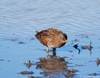 Marouette ponctuée, Delta de l'Ebre, février 2012