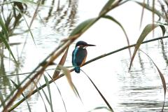Martin pêcheur, Delta de l'Ebre, décembre 2025
